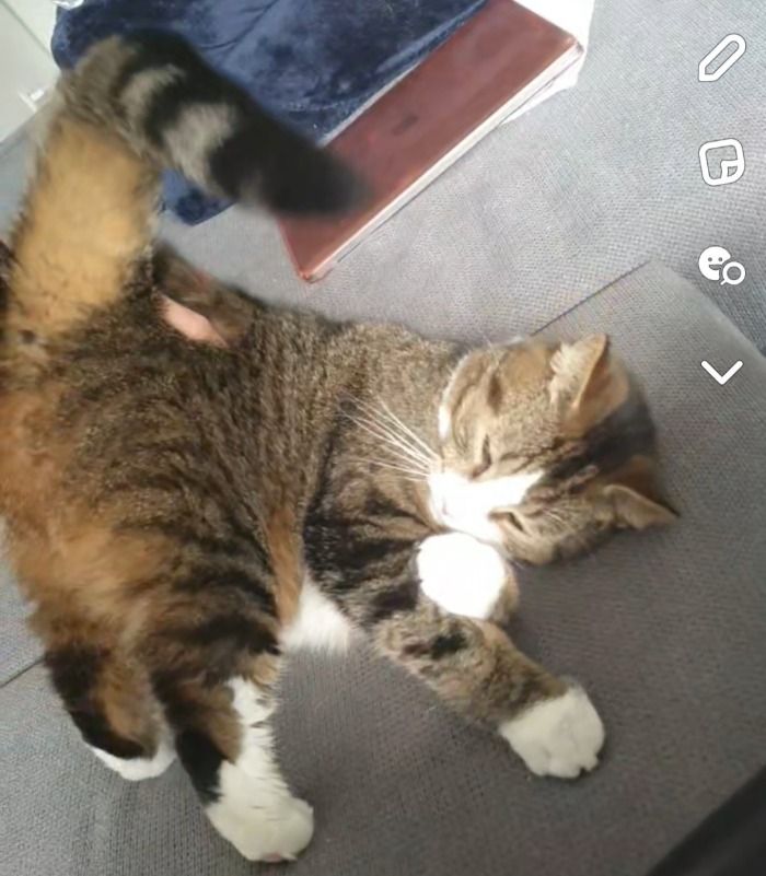 Haben Sie diese Katze gesehen?